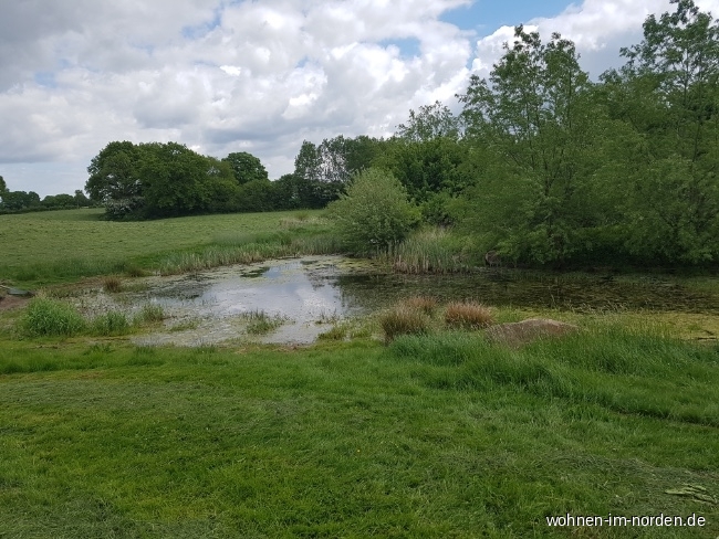 Froschteich Resthof Honigsee
