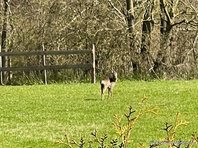 Blick auf Reh auf Pferdeweide Einfamilienhaus Regesbostel